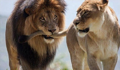 How do risk & trust fit together?